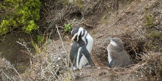 企鹅宝宝和成年企鹅在野外的巢穴里
