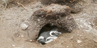 企鹅宝宝和成年企鹅在自然栖息地的巢穴里