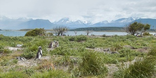 阿根廷火地岛麦哲伦企鹅场景