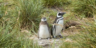 年轻和年老的麦哲伦企鹅的自然栖息地