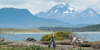 阿根廷火地岛麦哲伦企鹅的自然景观