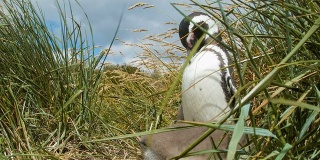 麦哲伦企鹅特写低角度之间的草在自然界