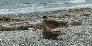 智利贼鸥鸟近距离在比格尔海峡海岸