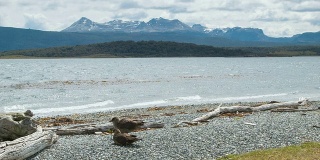 智利贼鸥鸟在比格尔海峡海岸宽射击
