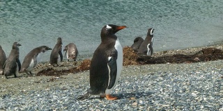 巴布亚企鹅在其自然栖息地与麦哲伦企鹅在背景