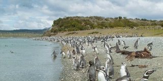 南美洲比格尔海峡海岸的自然企鹅群落