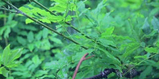 雨后的雨滴落在森林里