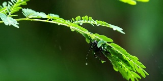 长角甲虫和雨