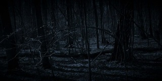 在黑暗的森林里迷路了。