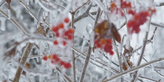 荚蒾冰红色浆果簇