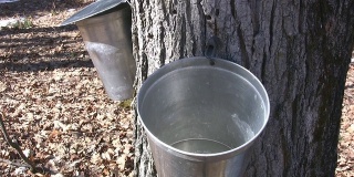 枫树液桶