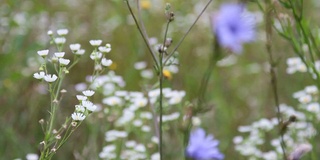 矢车菊花