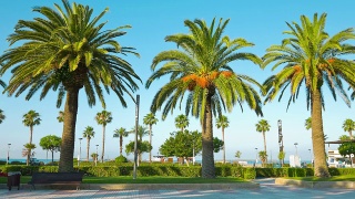 美丽的夏日景色，棕榈树视频素材模板下载