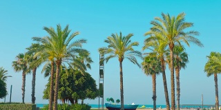 欧洲，西班牙，萨劳夏日沙滩上的棕榈树
