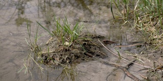 一只黑色的小蜻蜓在泥地上飞