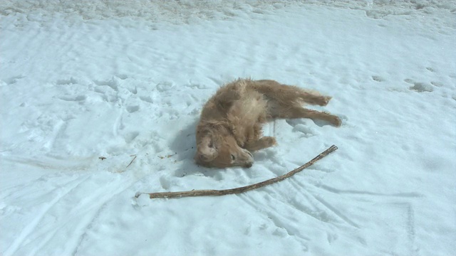 成年金毛猎犬在雪地里打滚玩耍