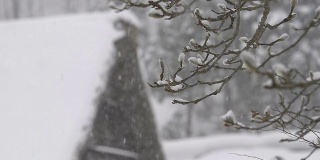 冬天的树，下雪，在富山，日本