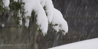 雪花飘落在树上，在富山，日本