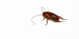 垂死的幼年蟑螂-孤立在白色背景