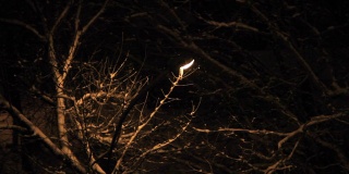 夜晚树上轻雪