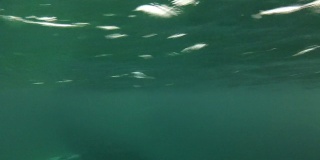 座头鲸在水下