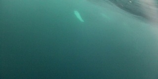 座头鲸在水下活动