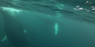 座头鲸在水下游泳