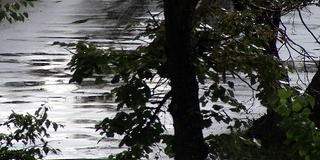 雨和树叶与瞥见的太阳在道路和汽车上