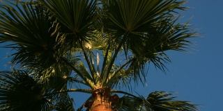 在一个有风的日子棕榈树