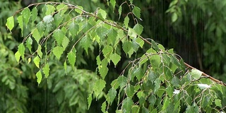 夏雨绿线