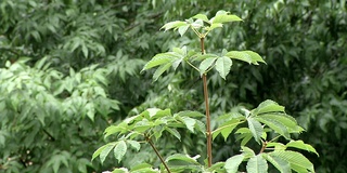 夏雨和绿树