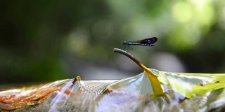 瀑布里叶子上的蜻蜓