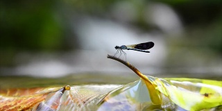瀑布里叶子上的蜻蜓