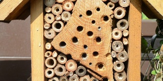 野蜂双角蜂