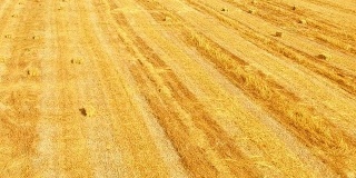 一捆捆金黄色的干草躺在亮黄色的茬地上