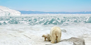 母熊带着小熊站在雪地上