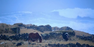 冰岛哈夫尼尔，马在巨浪前吃草，强烈的海风暴潮
