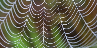 晨露里的蜘蛛网