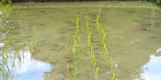 视频小稻田水坑。在水田上开始种植稻苗