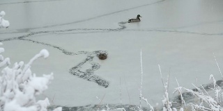 鸭子和飘落的雪