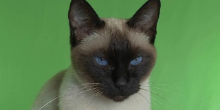 一只暹罗猫在绿色屏幕上四处张望