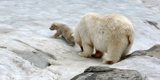 北极熊家族