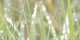 野草上的晨露