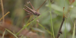 用慢镜头拍蚱蜢被蛛网困住