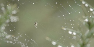 蜘蛛用雨滴和晨露织网