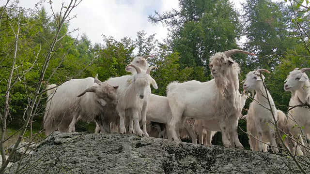 喀什米尔山羊肖像
