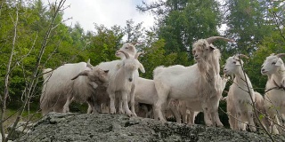 喀什米尔山羊肖像