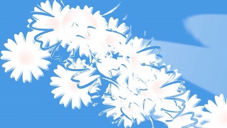 束菊花。动画。视频素材模板下载