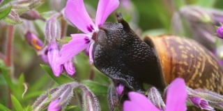 宏园的小蜗牛吃了整朵萍花