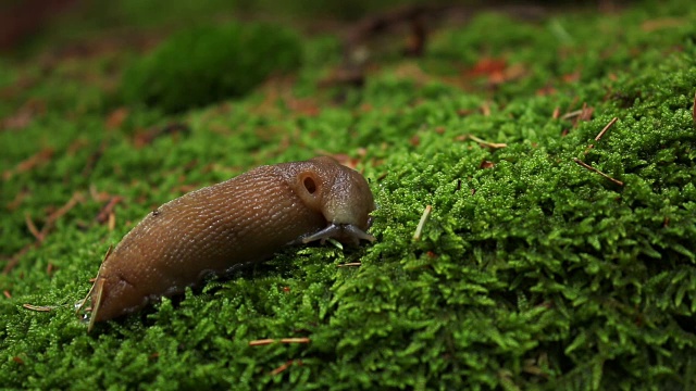 蜗牛在绿苔背景的山林里